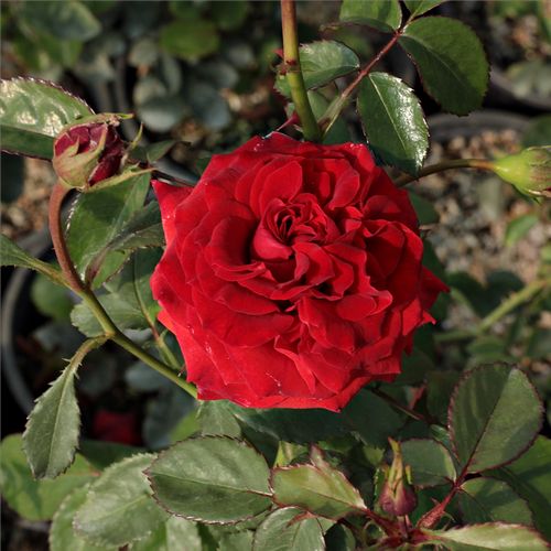Rosa Hansestadt Lübeck® - rojo - Árbol de Rosas Floribunda - rosal de pie alto- forma de corona tupida